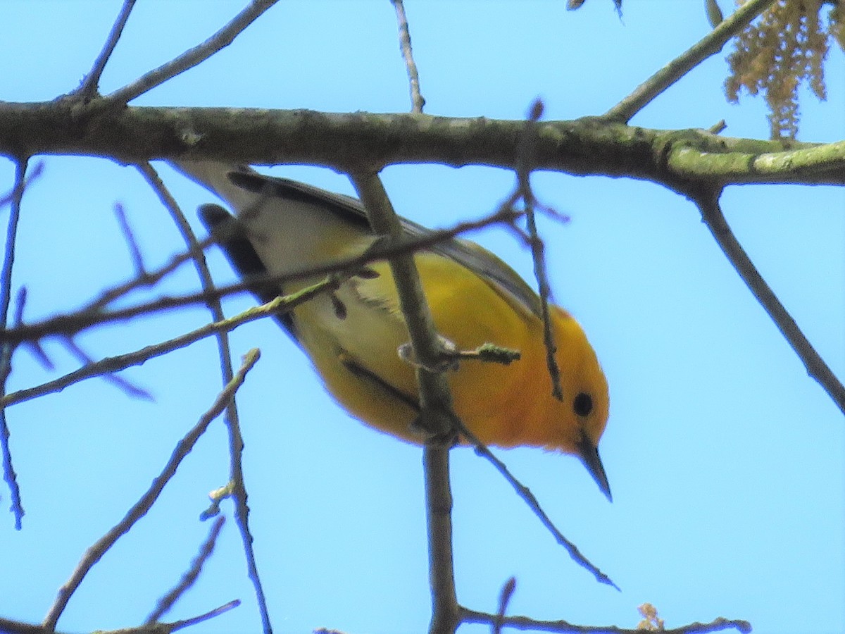 Prothonotary Warbler - Don Holcomb