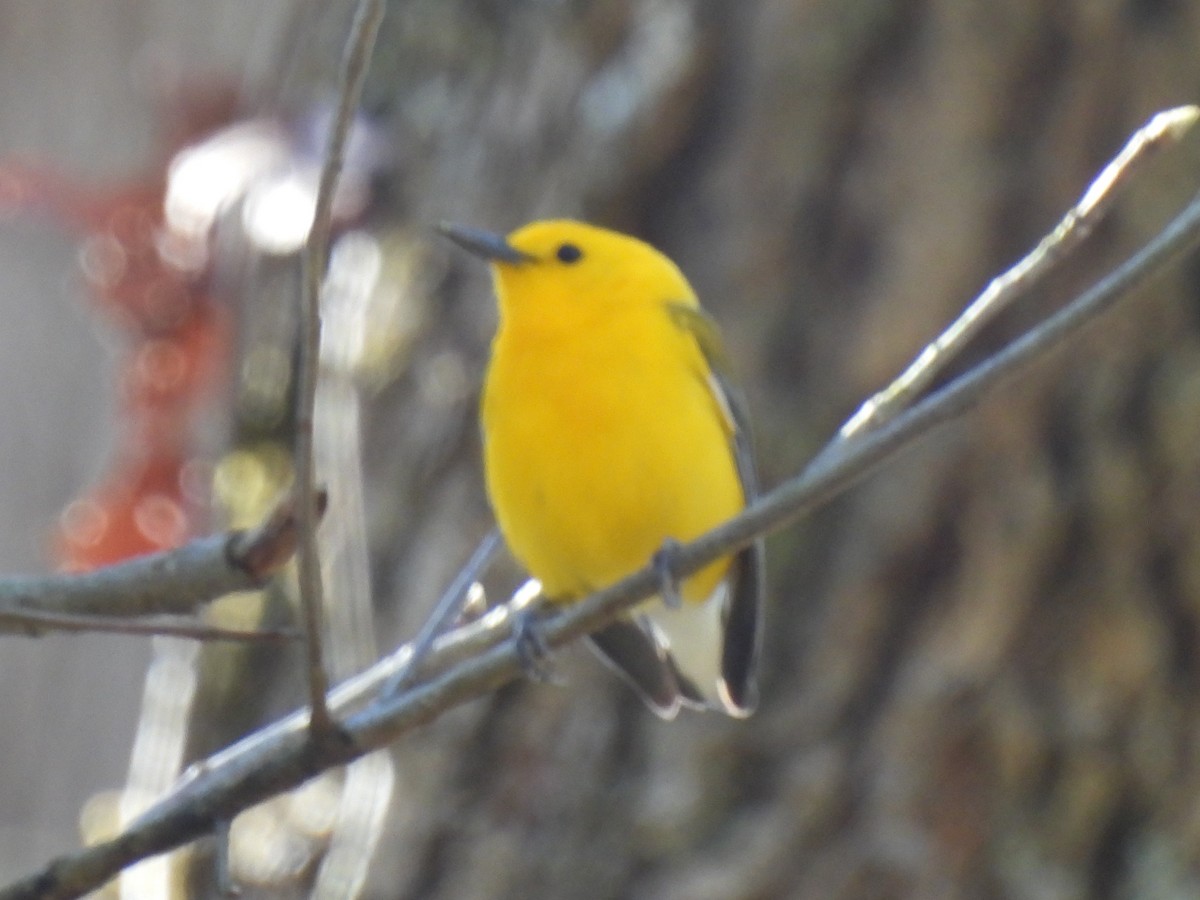 Prothonotary Warbler - Don Holcomb