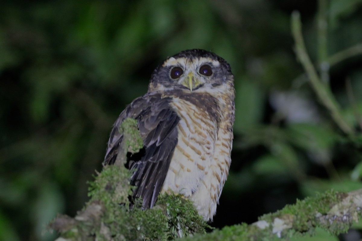 Band-bellied Owl - Nick Schleissmann