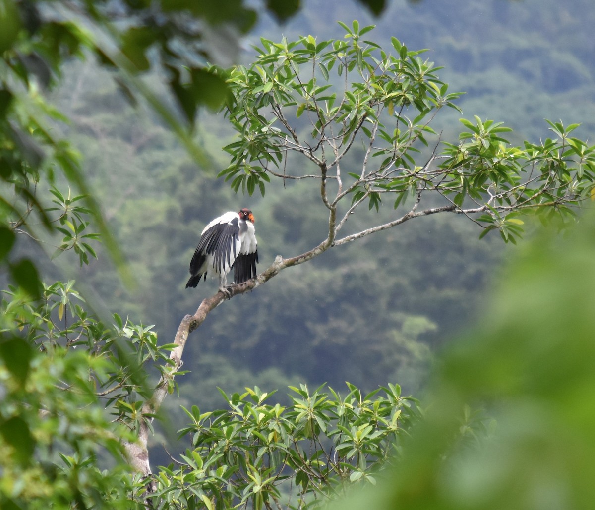 King Vulture - ML615792508