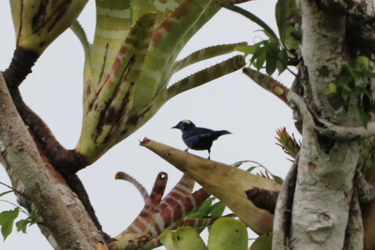 Opal-crowned Tanager - Nick Schleissmann