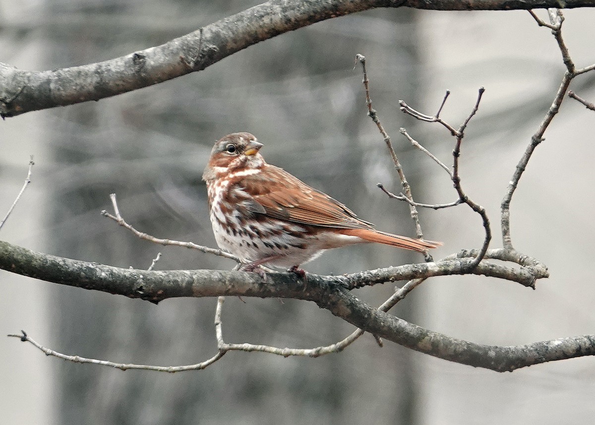 Fox Sparrow - ML615792616