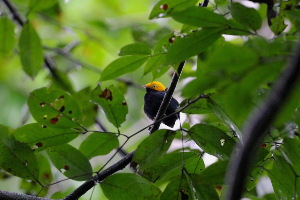 Golden-headed Manakin - ML615792623