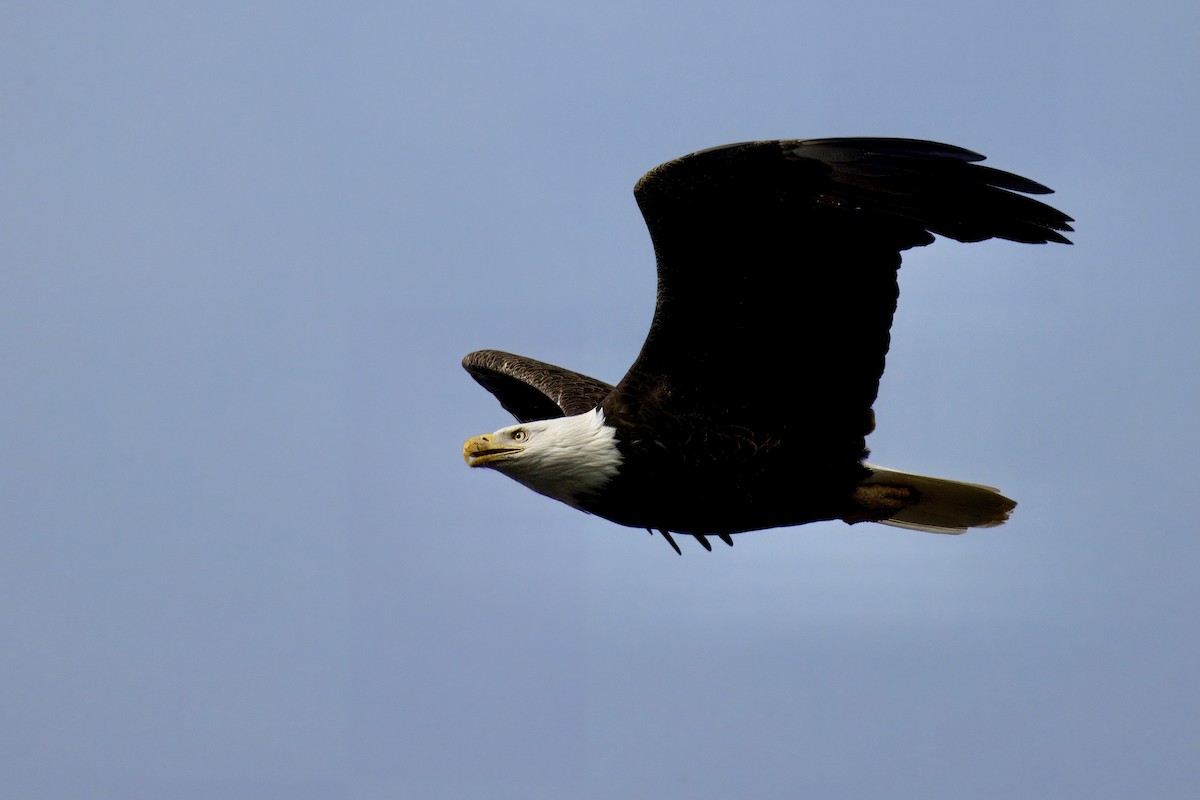 Bald Eagle - ML615792626