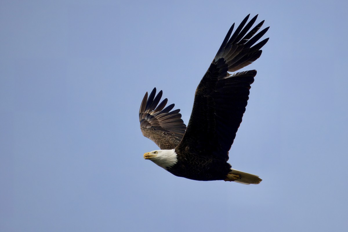 Bald Eagle - ML615792628