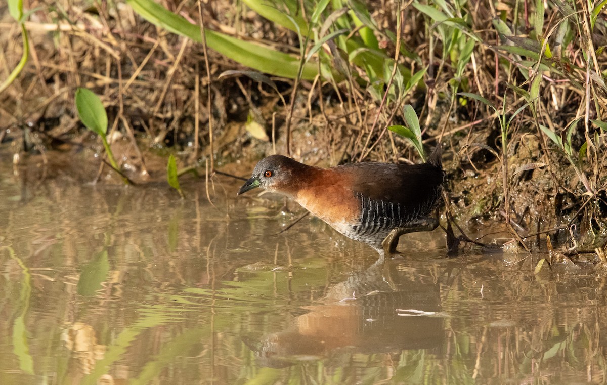 White-throated Crake (Gray-faced) - ML615792673