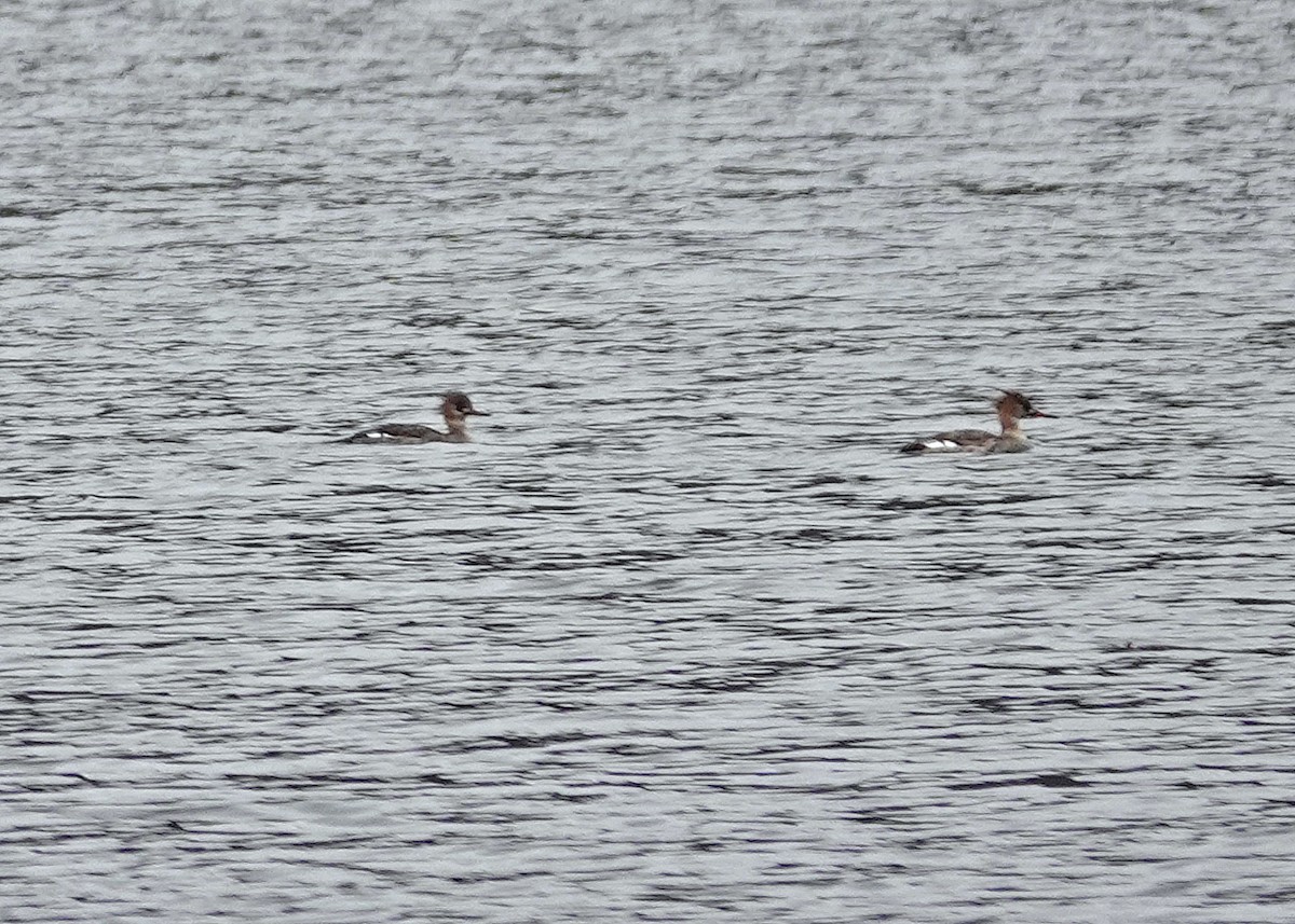 Red-breasted Merganser - ML615792678