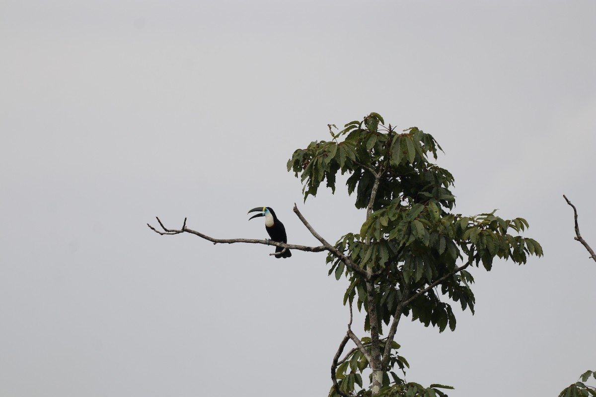 White-throated Toucan (Cuvier's) - ML615792705
