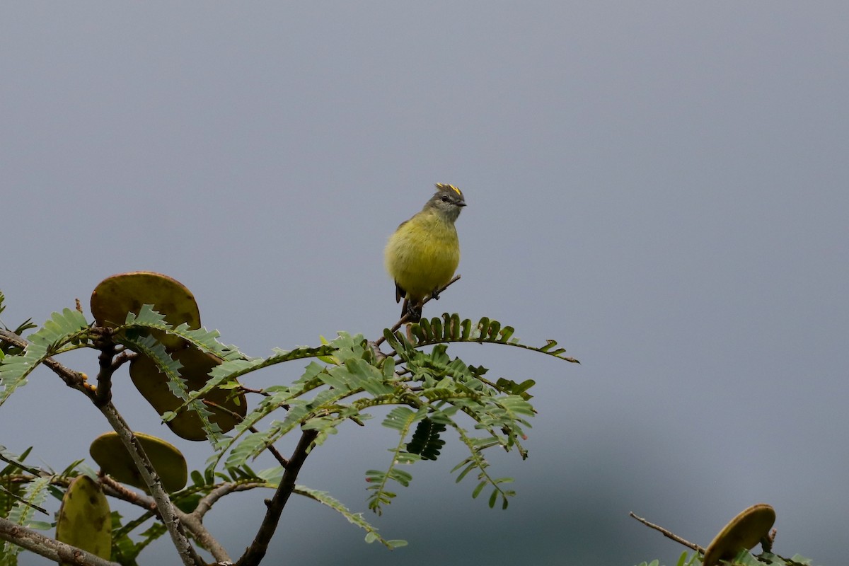 Yellow-crowned Tyrannulet - ML615792715