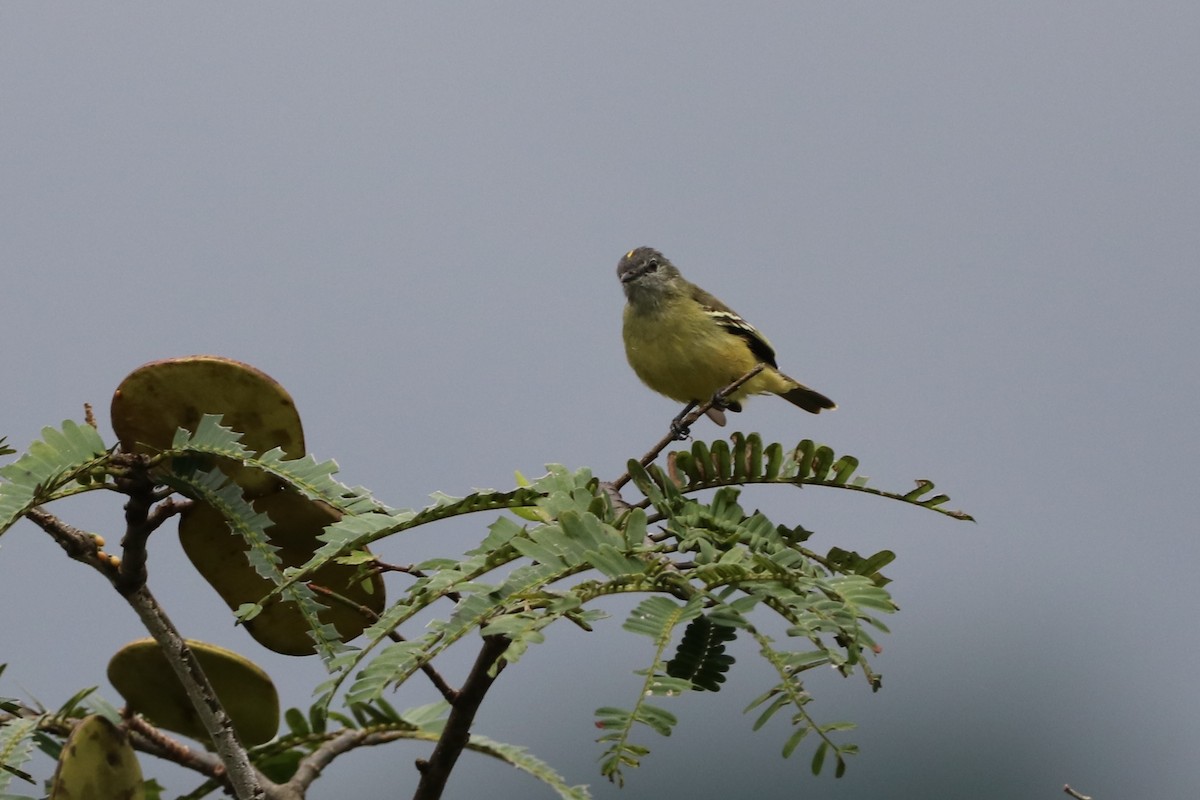 Yellow-crowned Tyrannulet - ML615792716
