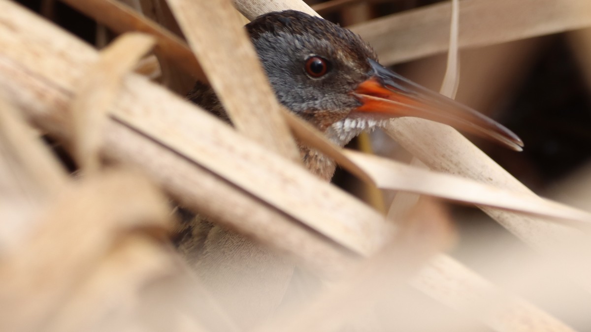 Virginia Rail - Bez Bezuidenhout