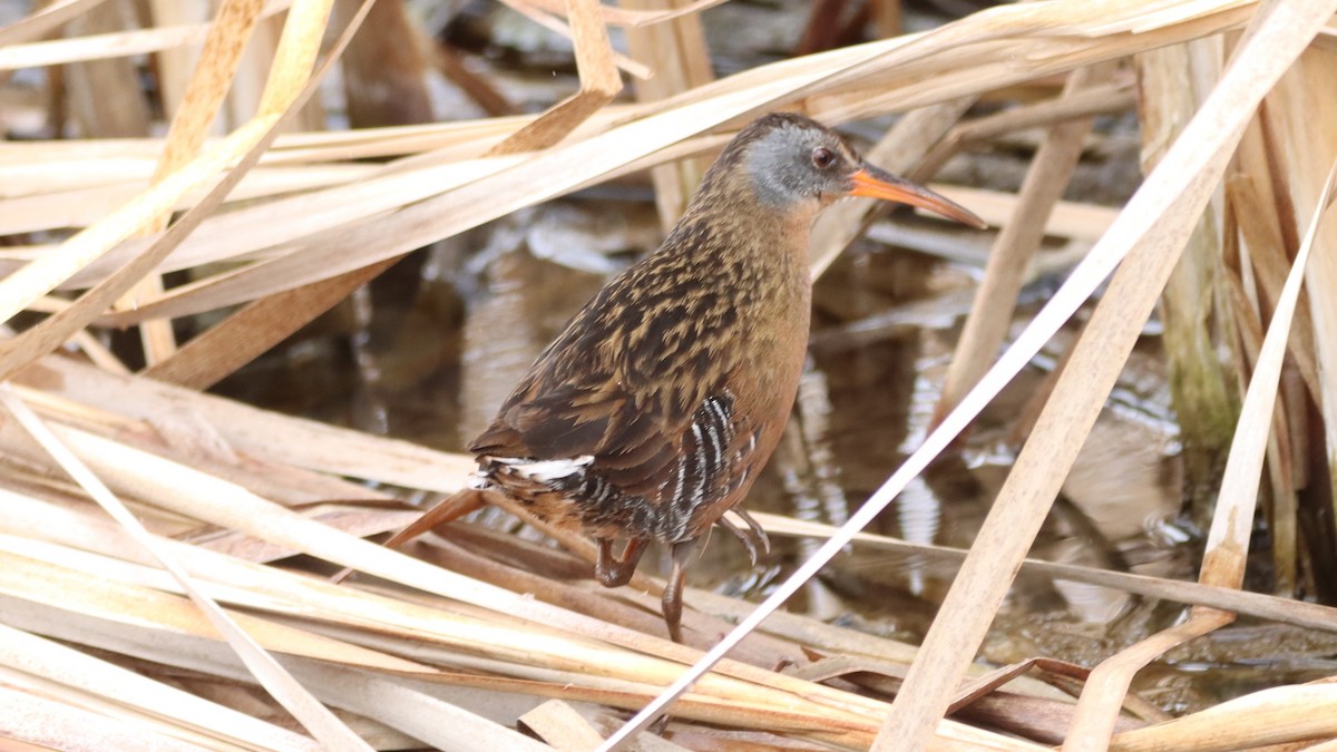 Virginia Rail - Bez Bezuidenhout