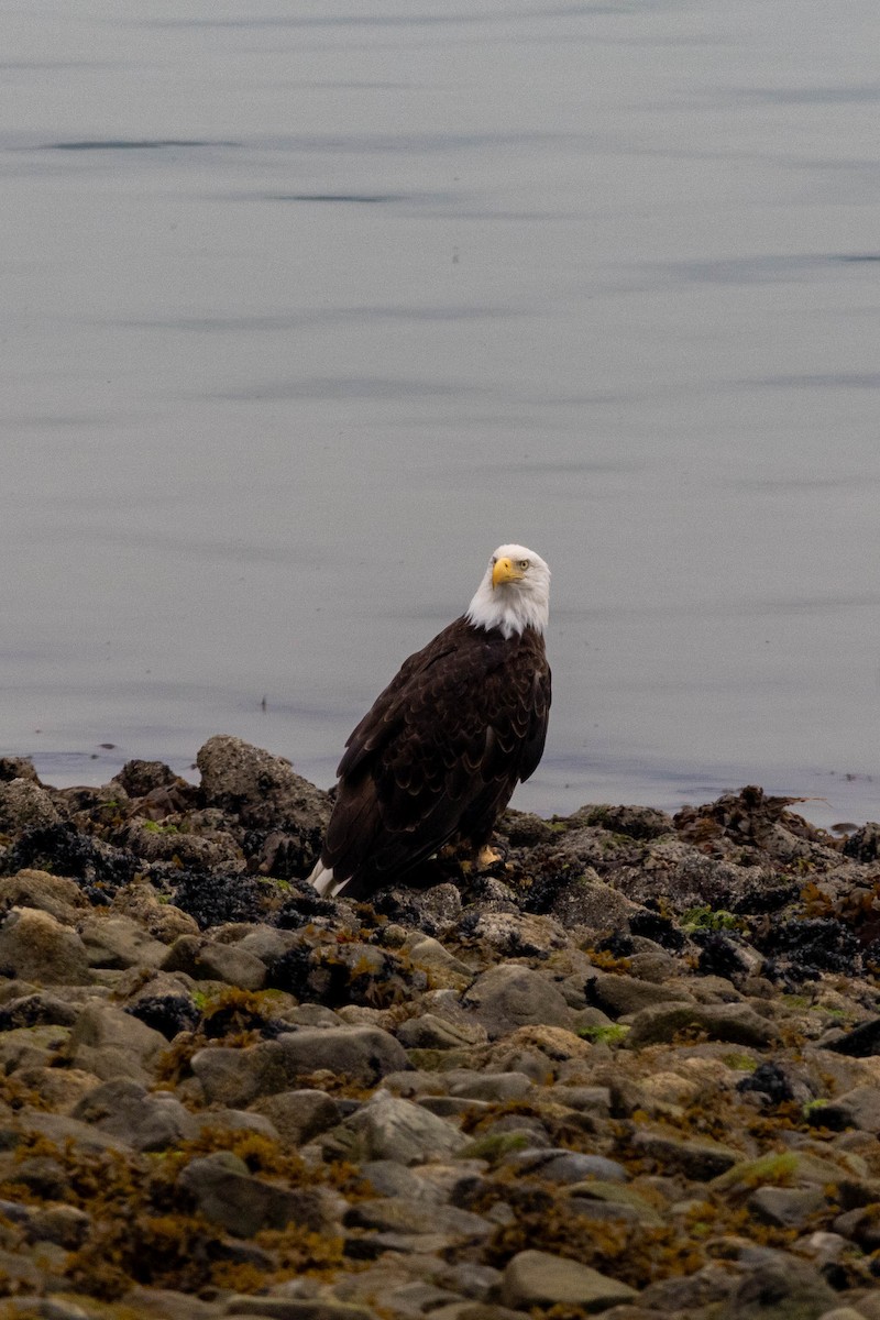 Bald Eagle - ML615792906