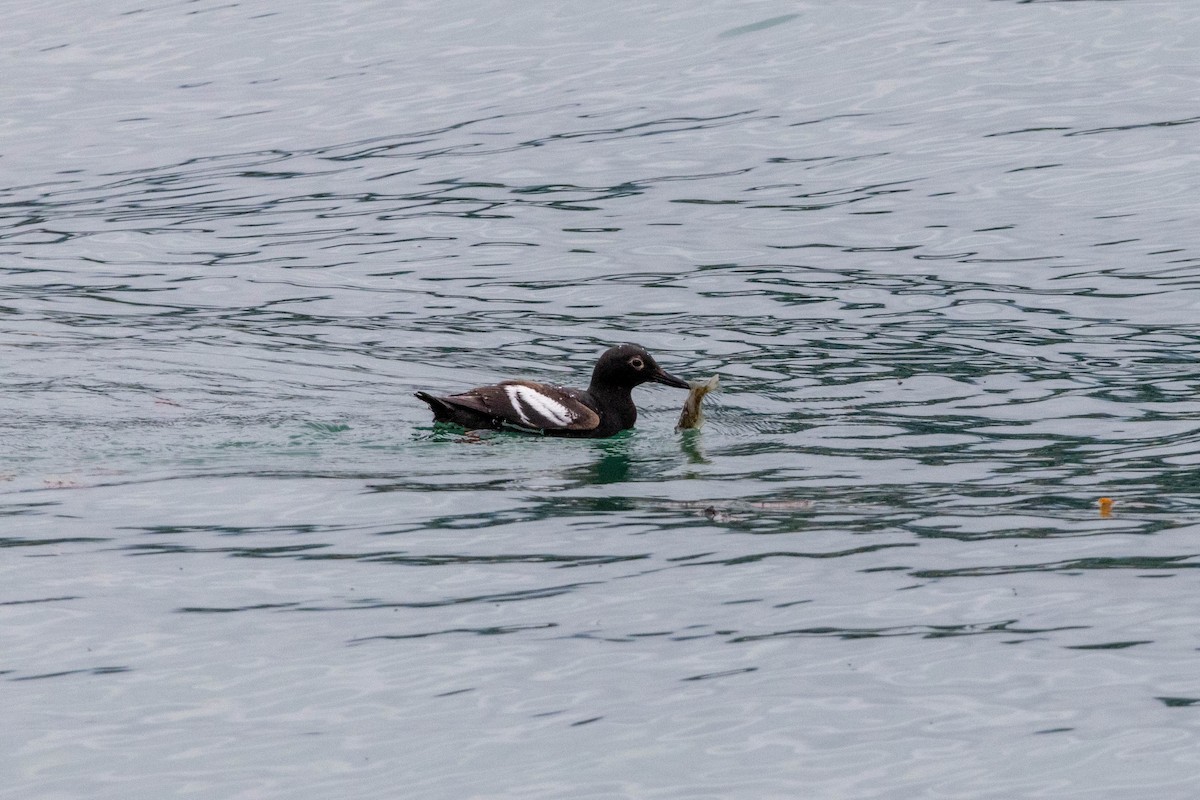 Pigeon Guillemot - ML615792909