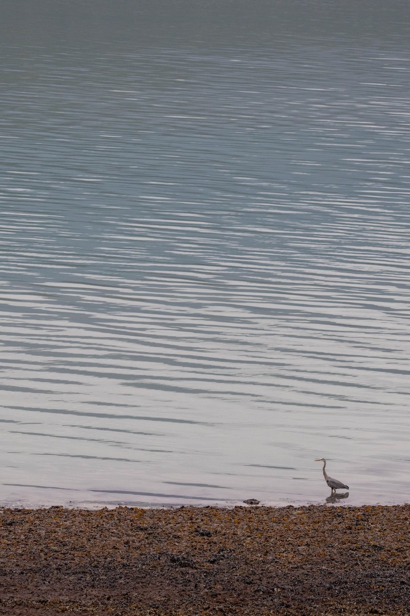 Great Blue Heron - ML615792912