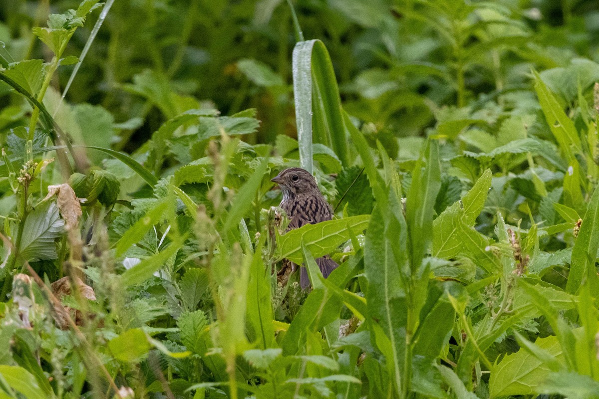 Song Sparrow - Lucas Pittman