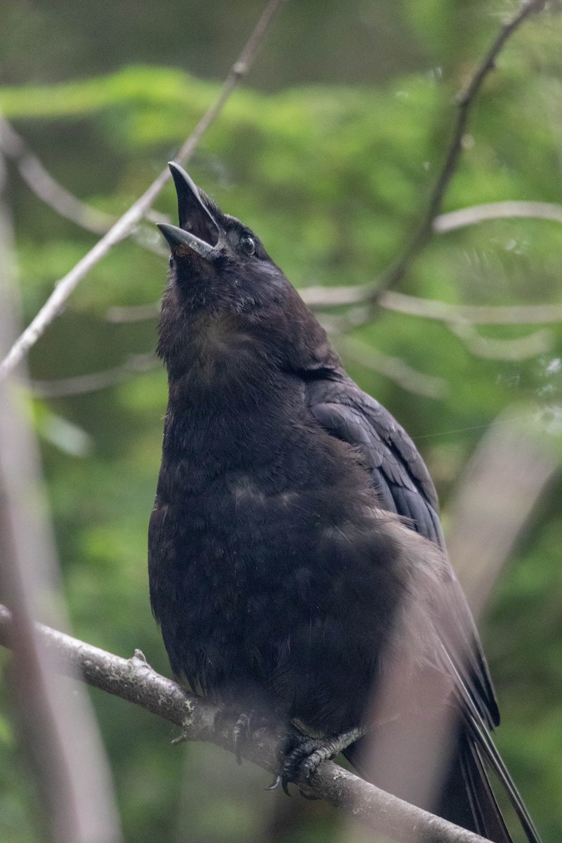 American Crow - ML615792923