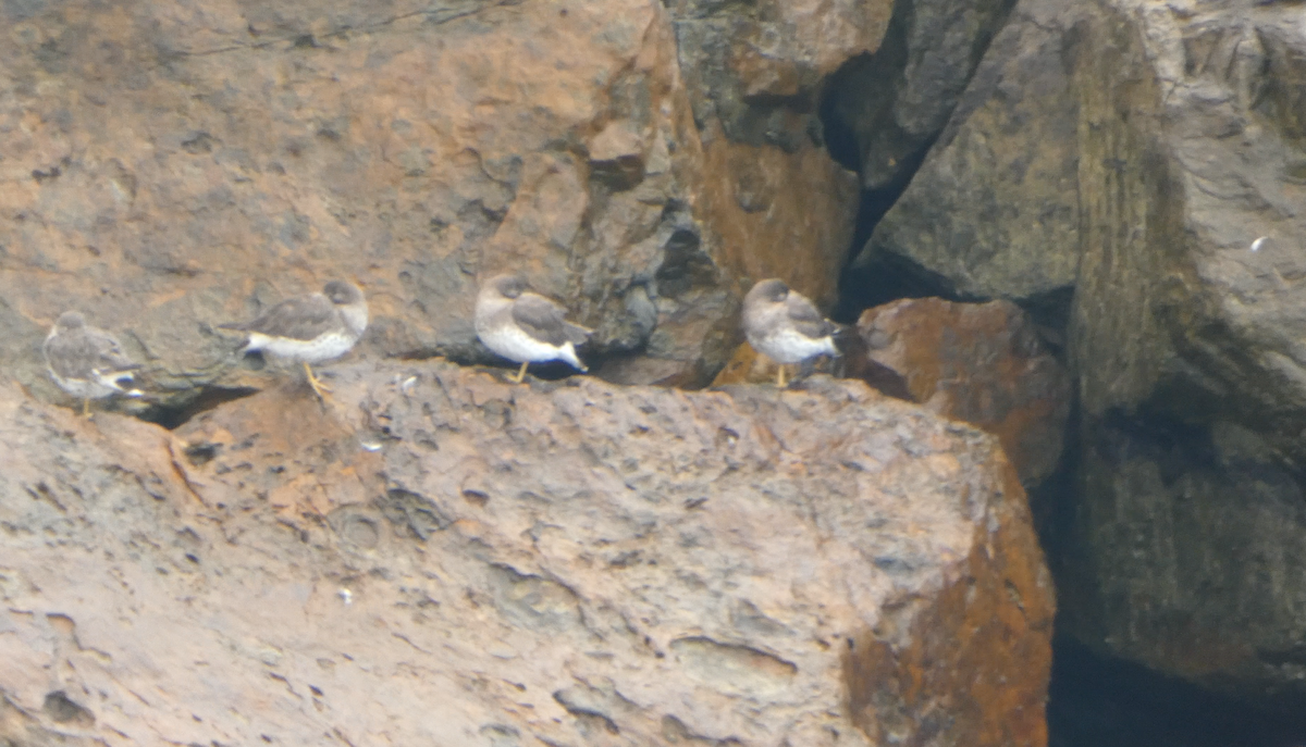 Surfbird - Kevin Hayes