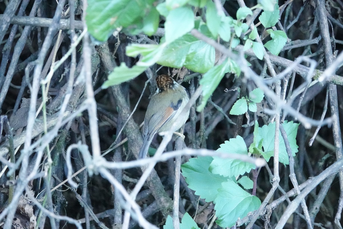 Rufous-winged Fulvetta - ML615792967