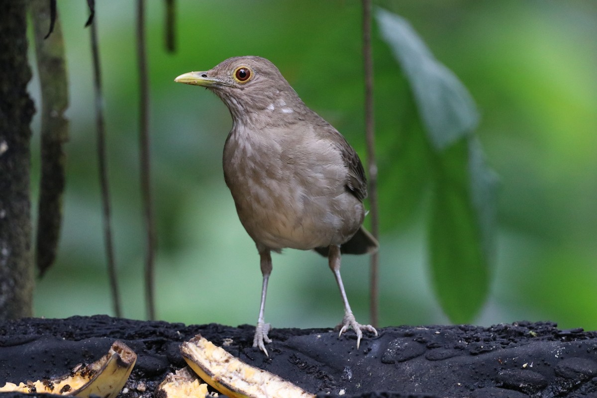 Ecuadorian Thrush - ML615792994