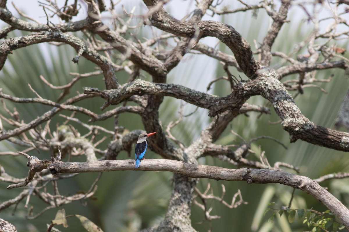 Gray-headed Kingfisher - ML615793022