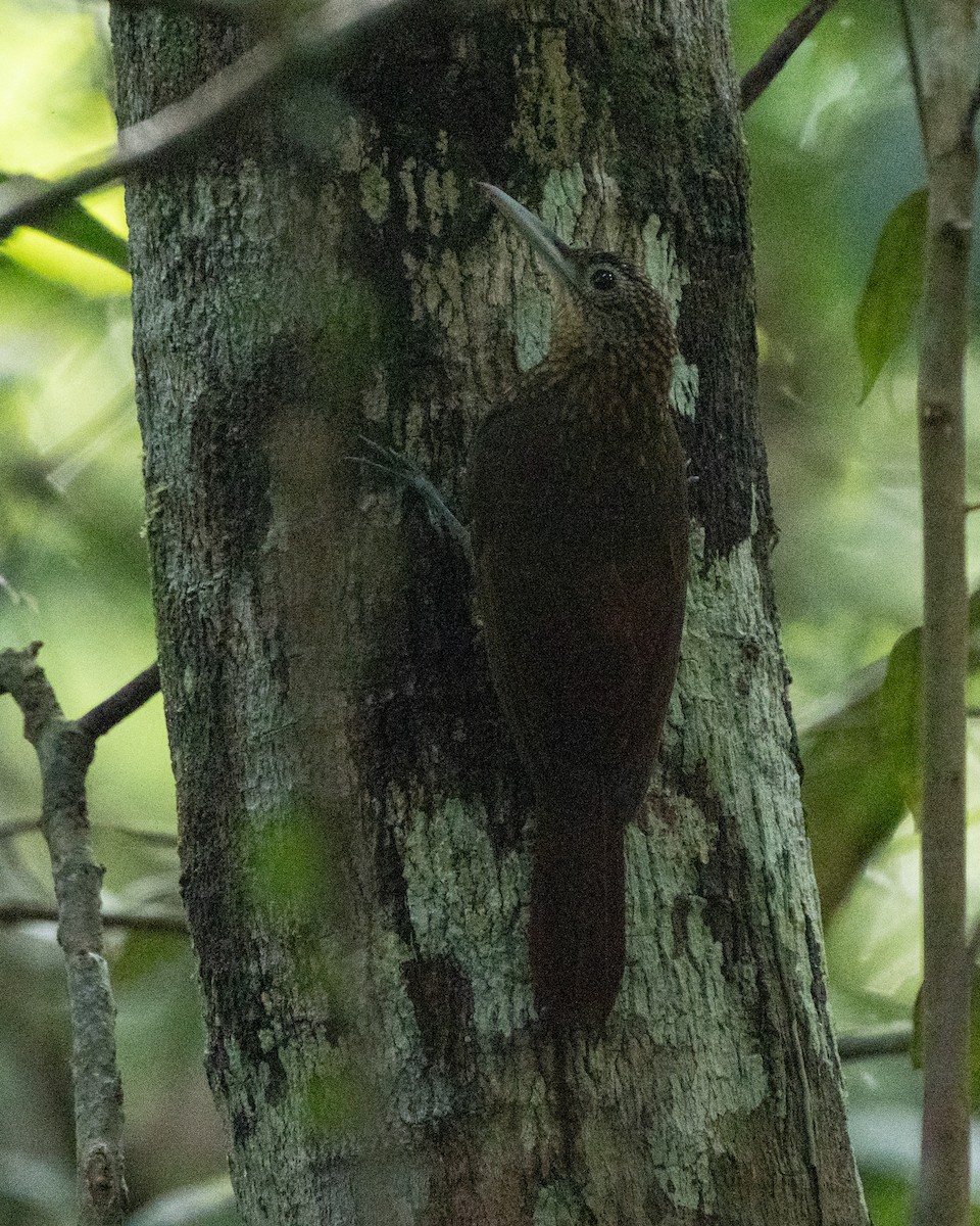 Elegant Woodcreeper - ML615793064