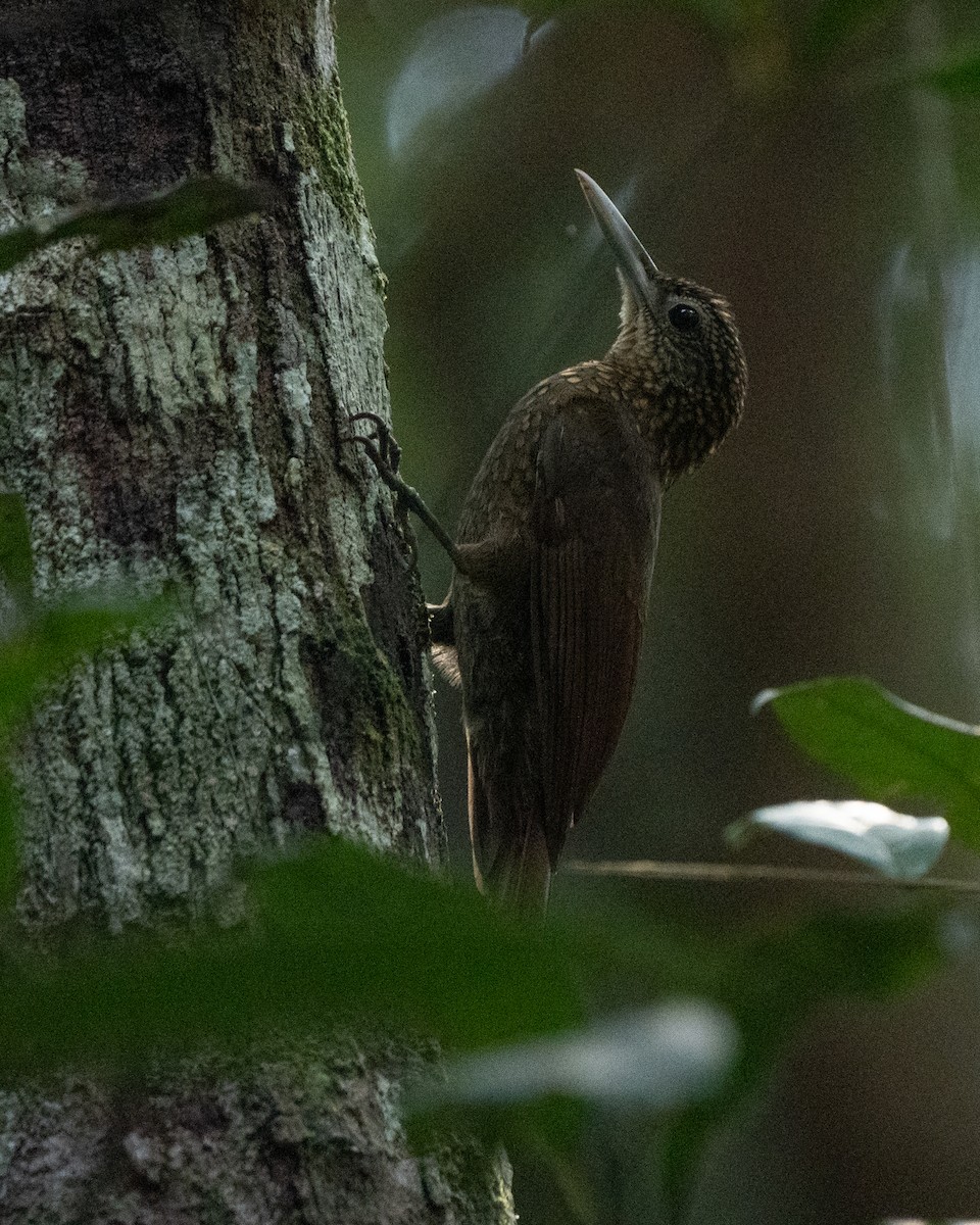 Elegant Woodcreeper - ML615793066