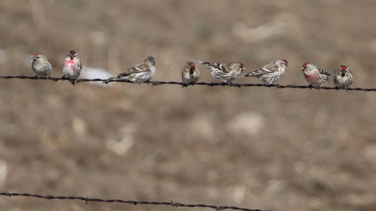 Common Redpoll - ML615793112