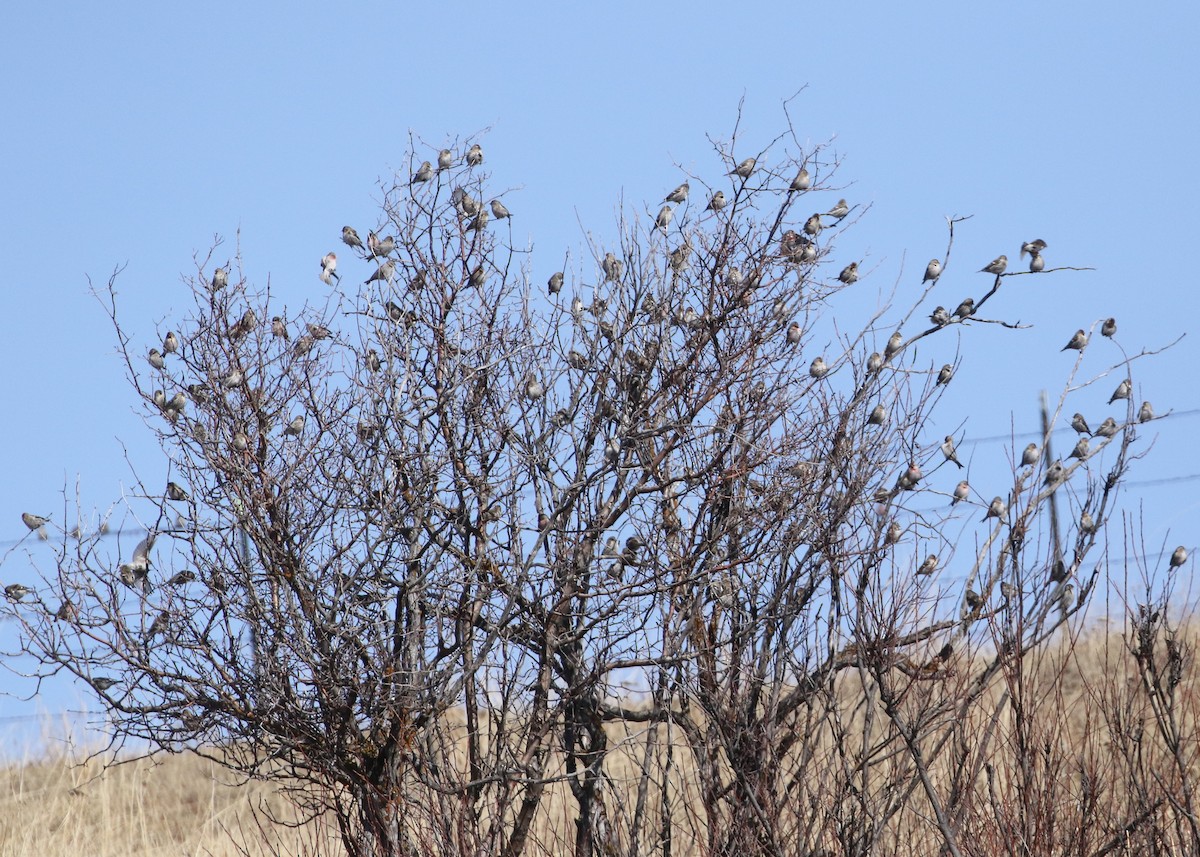 Common Redpoll - ML615793113