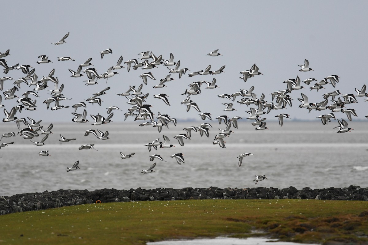 Eurasian Oystercatcher - ML615793147