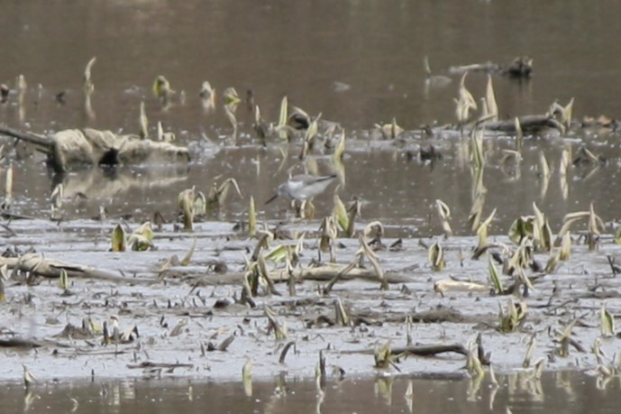 Greater Yellowlegs - ML615793184