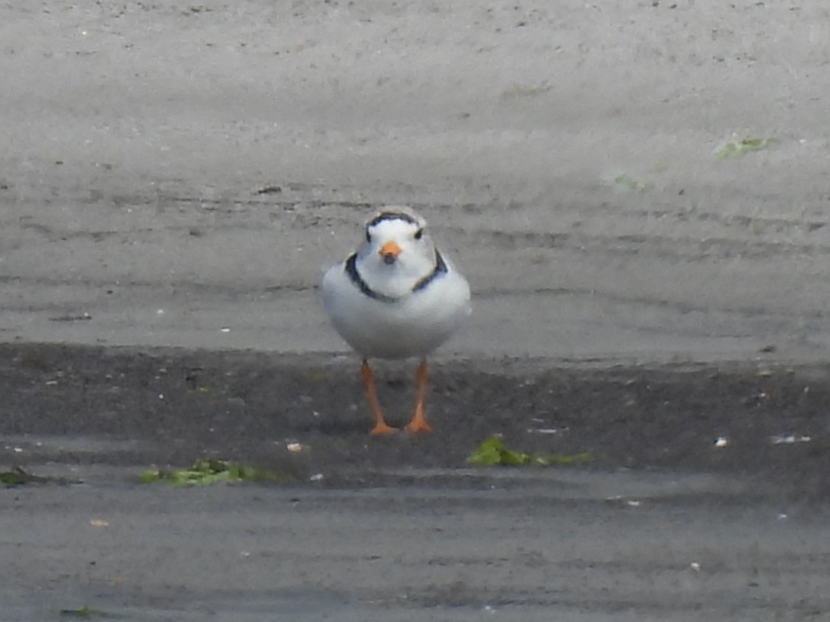 Piping Plover - Don Holcomb