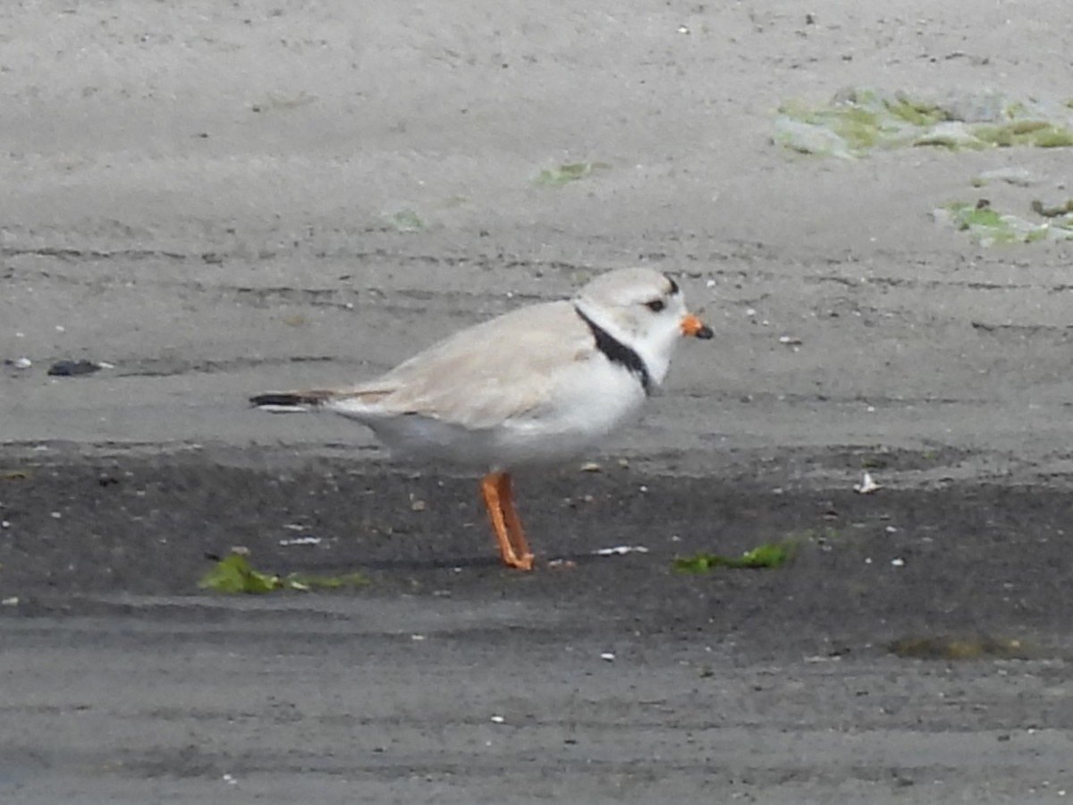 Piping Plover - ML615793190