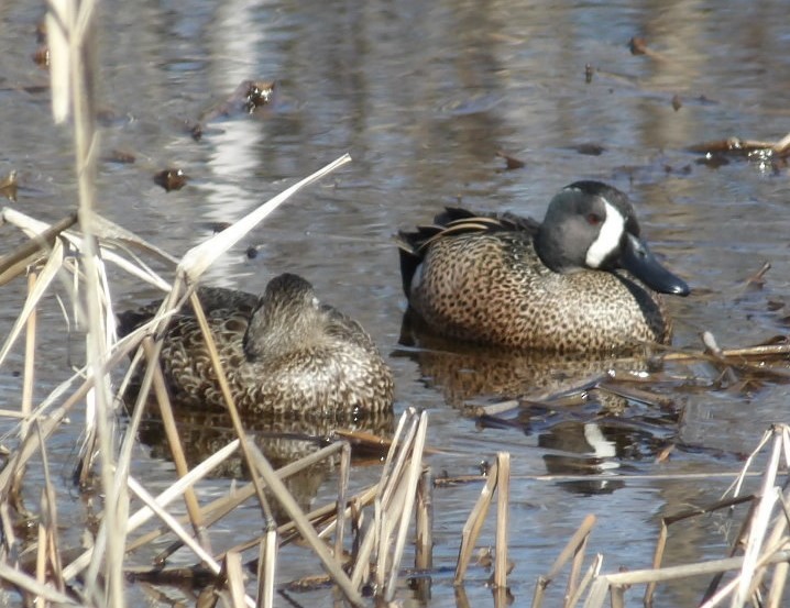 Blue-winged Teal - ML615793191