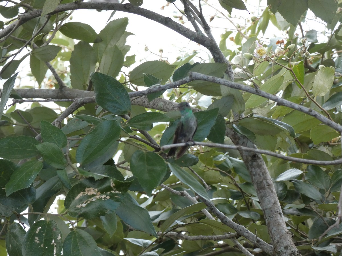 kolibřík pestrý - ML615793236
