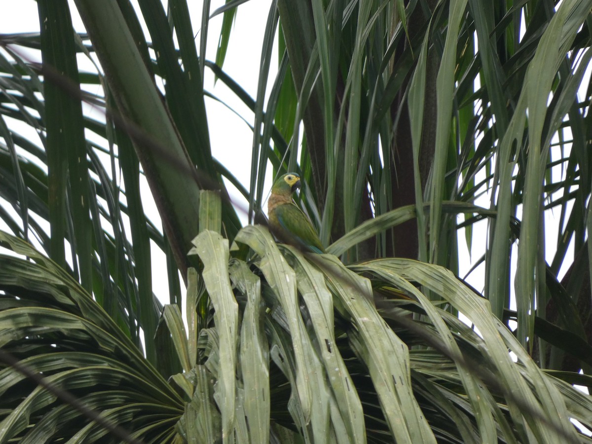 Red-bellied Macaw - ML615793260