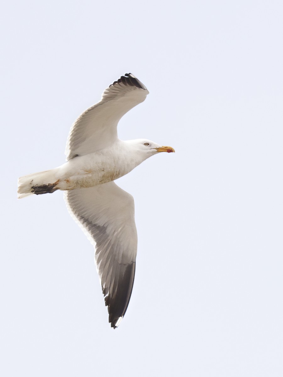 Lesser Black-backed Gull - ML615793349