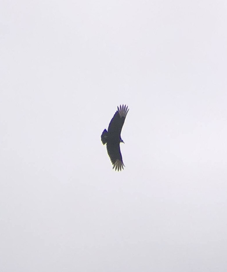 Black Vulture - ML615793377