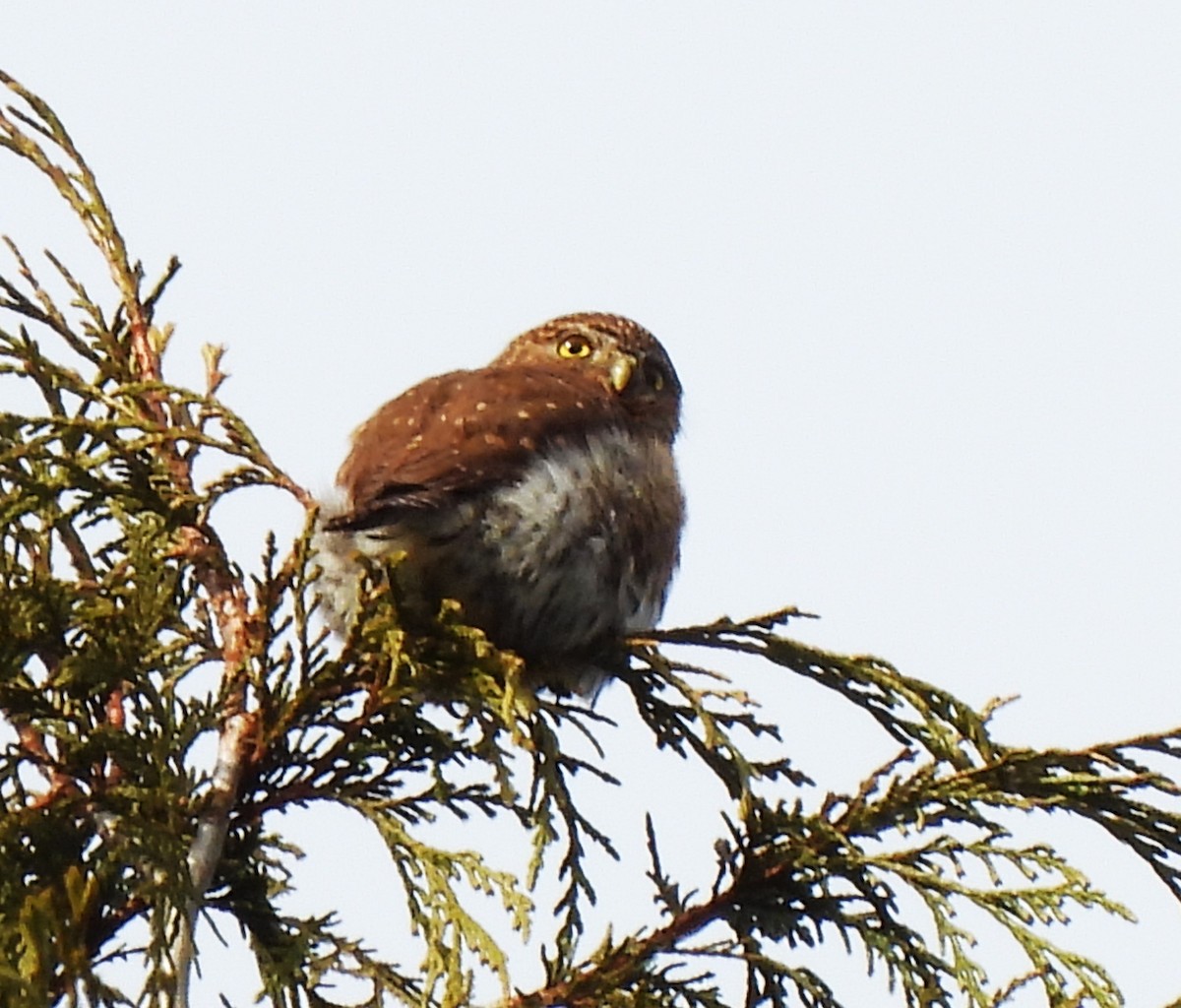 Northern Pygmy-Owl - ML615793386