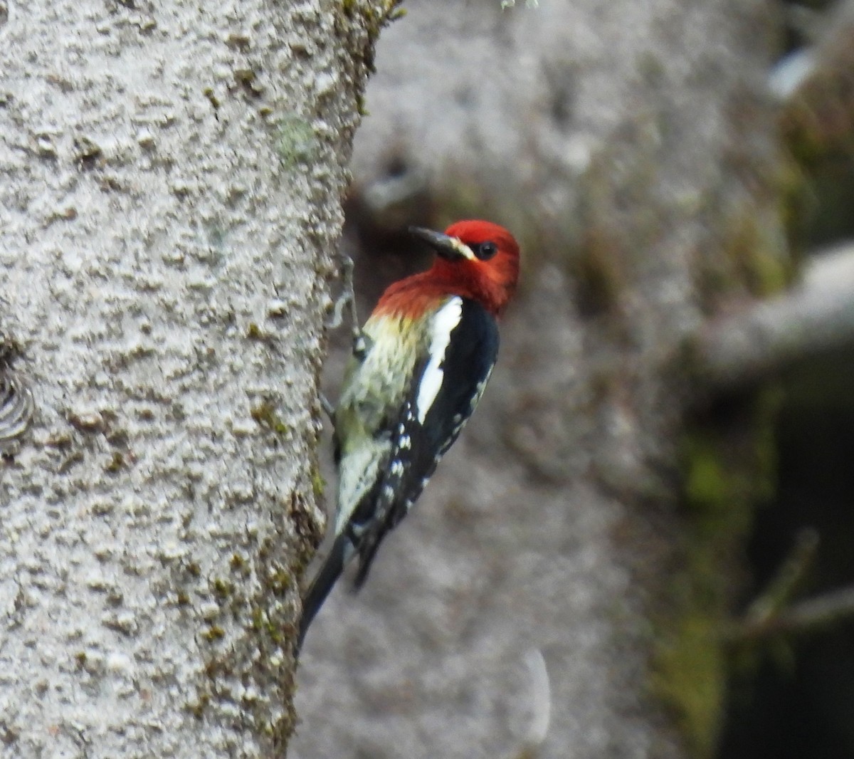 Red-breasted Sapsucker - ML615793401