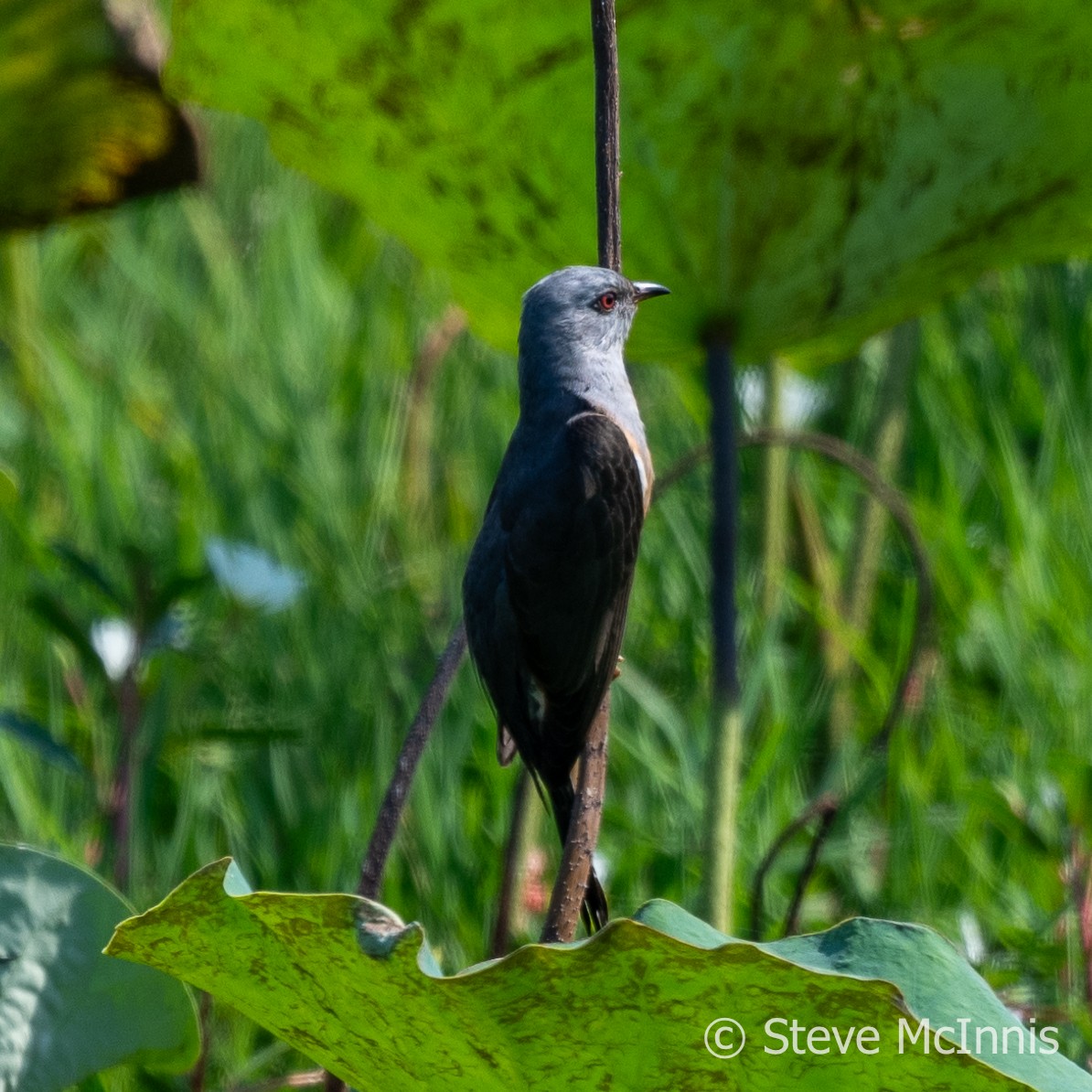 Plaintive Cuckoo - ML615793403