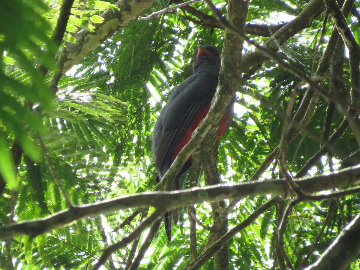 Slaty-tailed Trogon (Massena) - Bill Elrick