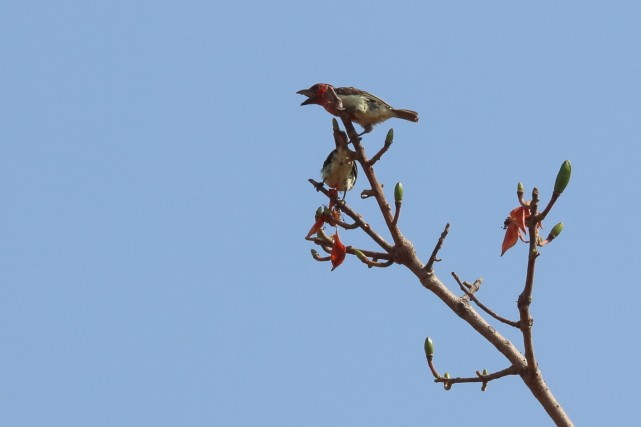 Vieillot's Barbet - David Howdon