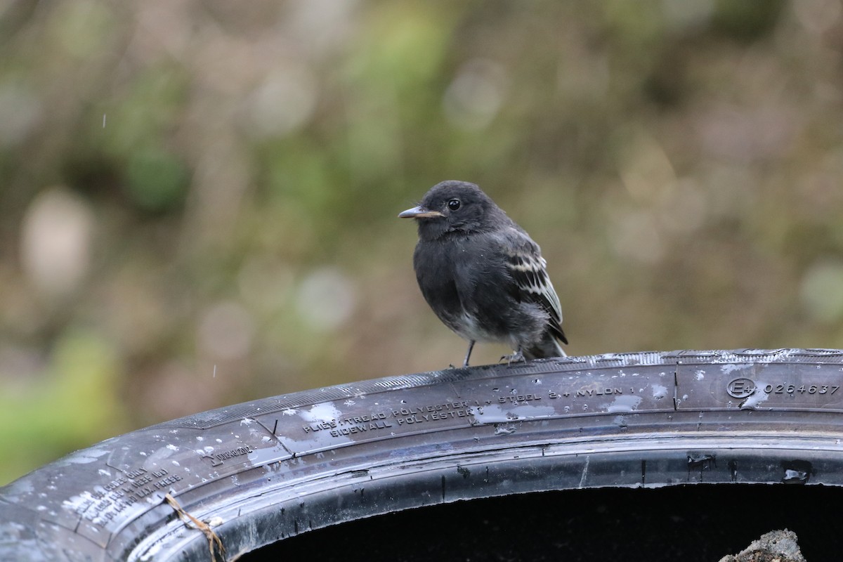 Black Phoebe (White-winged) - ML615793546