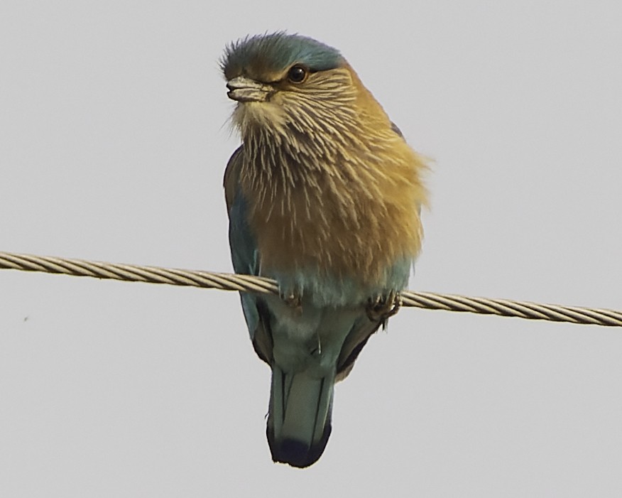 Indian Roller - Grant Price