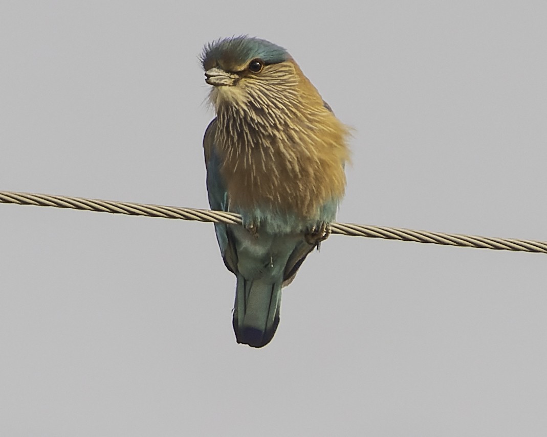 Indian Roller - Grant Price