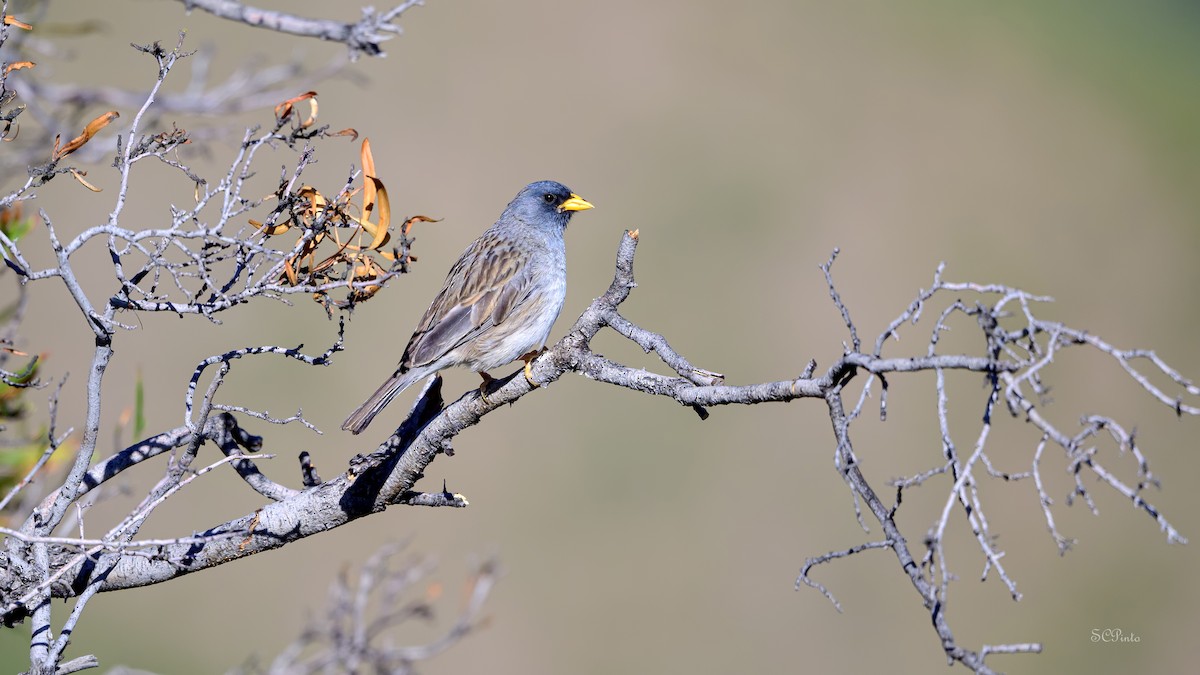 Band-tailed Sierra Finch - ML615793574