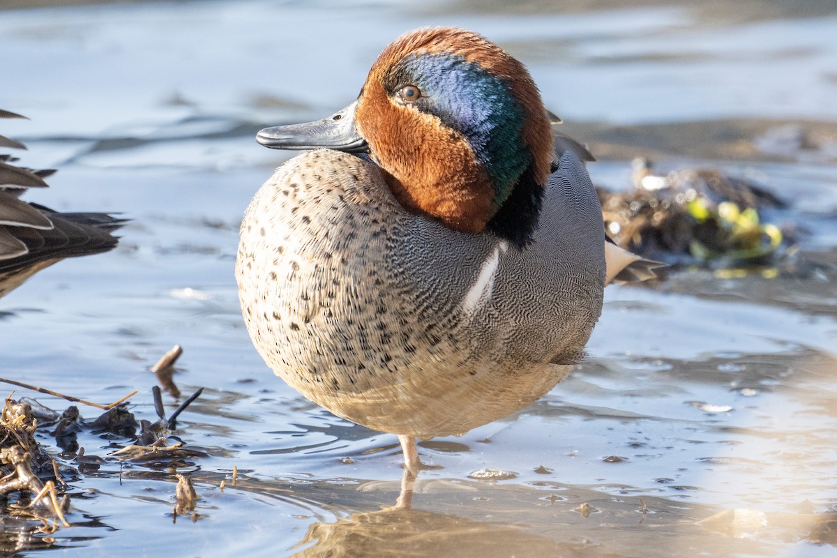 Green-winged Teal - ML615793577