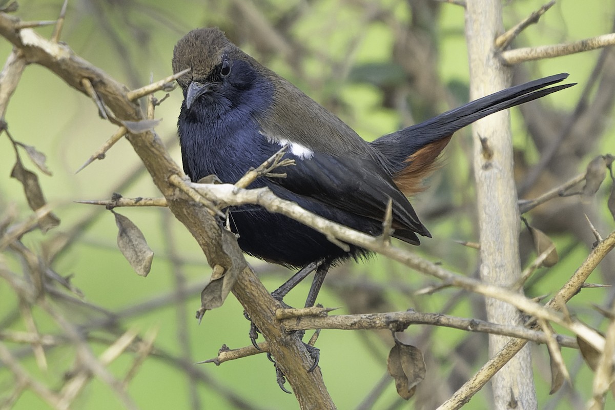 Indian Robin - Grant Price