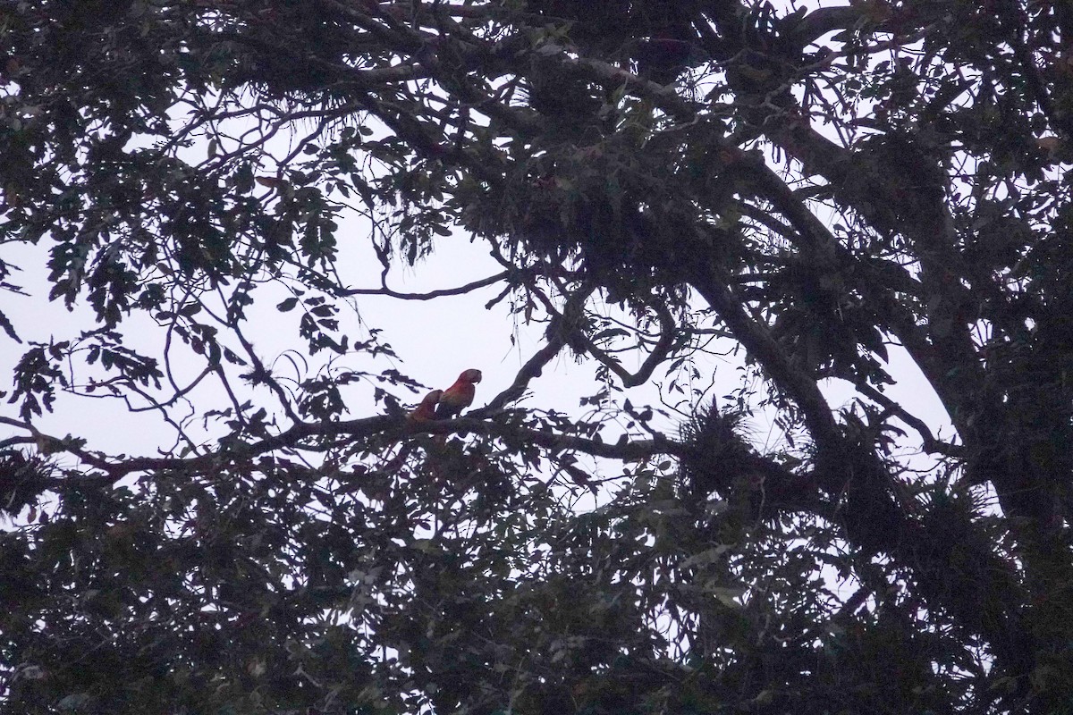 Scarlet Macaw - ML615793607